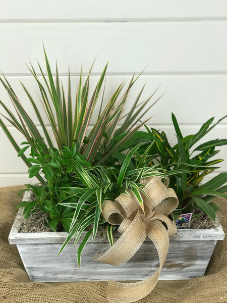 Indoor green plant assortment