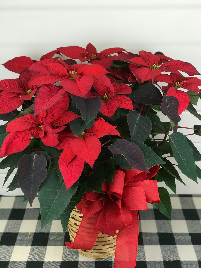 Poinsettia plant available for delivery to monnmouth county, New Jersey from the flower shop Gig Morris Florist located in Belmar, New Jersey